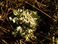 Xanthoparmelia substrigosa