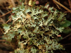 Xanthoparmelia substrigosa