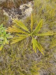 Aciphylla ferox