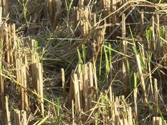 Coturnicops noveboracensis