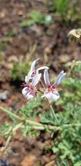 Pelargonium dolomiticum