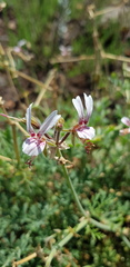 Pelargonium dolomiticum