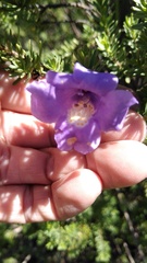 Leucophyllum pringlei