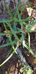 Euphorbia pseudotuberosa