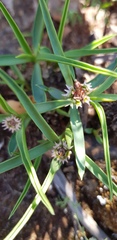 Euphorbia pseudotuberosa