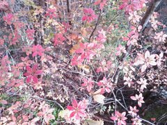 Rhododendron kaempferi