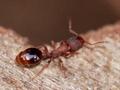 Formicoxenus hirticornis
