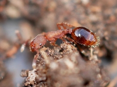 Formicoxenus hirticornis