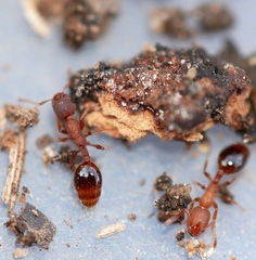 Formicoxenus hirticornis