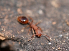 Formicoxenus hirticornis