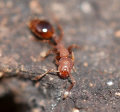 Formicoxenus hirticornis