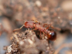 Formicoxenus hirticornis
