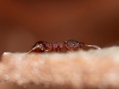 Formicoxenus hirticornis