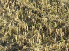 Coturnicops noveboracensis