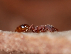Formicoxenus hirticornis