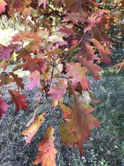 Quercus rubra