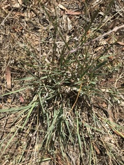 Enteropogon acicularis