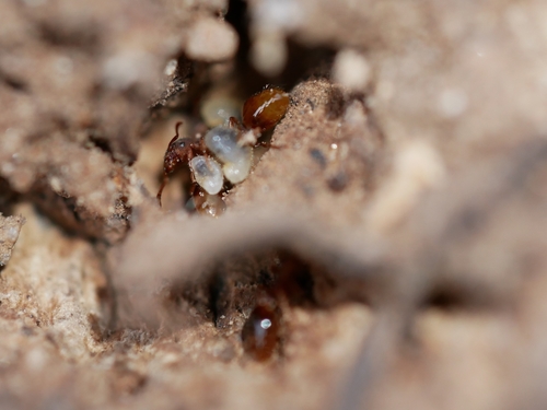 Photo of Dogwood Guest Ant (Formicoxenus hirticornis)