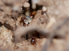 Formicoxenus hirticornis