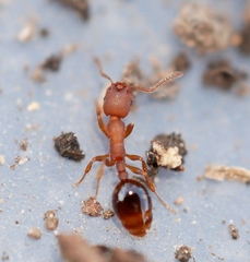 Formicoxenus hirticornis