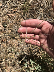 Enteropogon acicularis