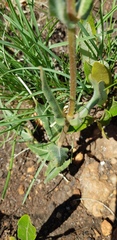 Asclepias fallax