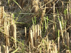 Coturnicops noveboracensis