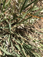 Enteropogon acicularis