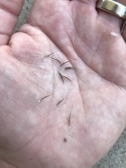 Enteropogon acicularis