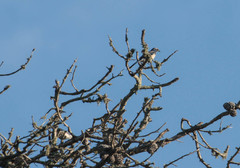 Aphelocoma californica