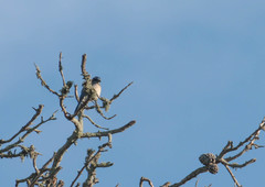 Aphelocoma californica