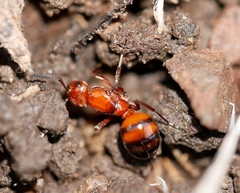 Formica dakotensis