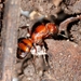 Dakota Mound Ant - Photo (c) Toby, some rights reserved (CC BY), uploaded by Toby