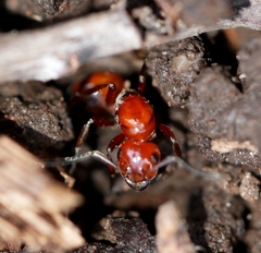 Formica dakotensis