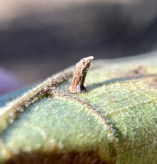 Caryomyia striolata