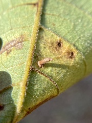 Caryomyia striolata