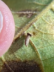 Caryomyia striolata
