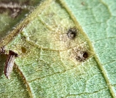Caryomyia striolata