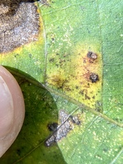 Caryomyia striolata