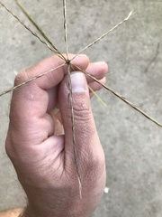 Enteropogon acicularis