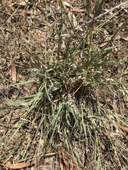 Enteropogon acicularis