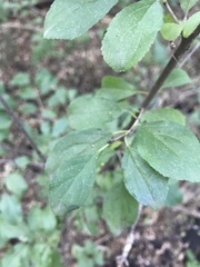 Rhamnus cathartica