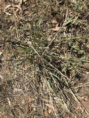 Enteropogon acicularis