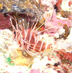 Pterois sphex