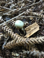 Psilocybe weraroa