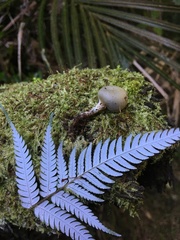Psilocybe weraroa
