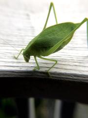 Amblycorypha rotundifolia