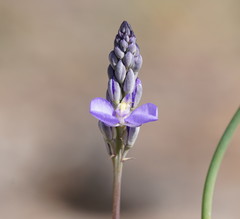 Comesperma calymega