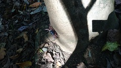 Geograpsus grayi