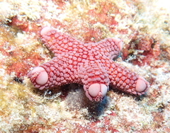 Asterodiscides tuberculosus